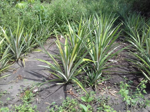 Fazenda Marau/Ubaitaba - Foto 12
