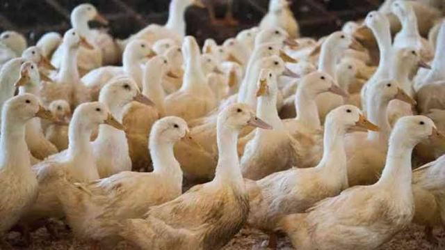 Venda de Patos e produtos agrícolas e petshop
