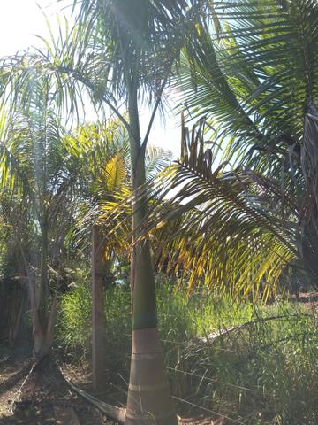 Palmeira imperial