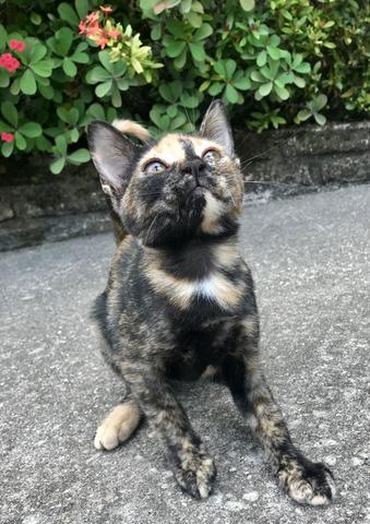 Gatinha rajada para adoção