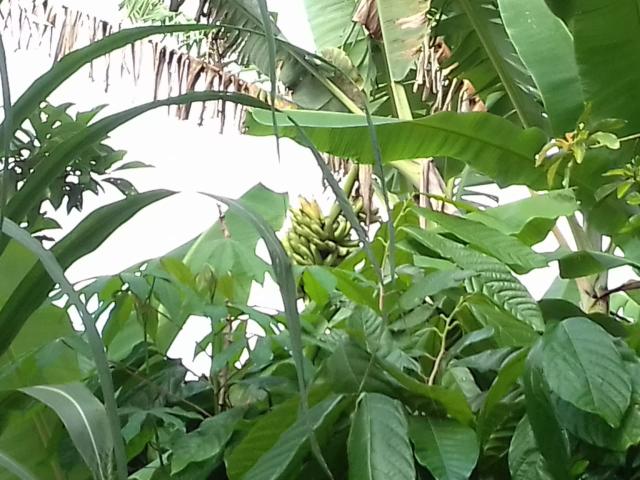 Fazenda Marau/Ubaitaba - Foto 7