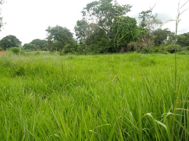 Lote setor Vila Izabel (goianira)