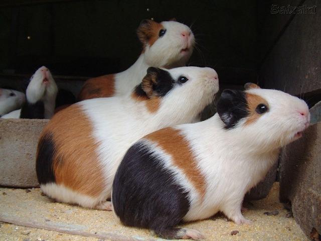 Porquinho da índia. Exelente Bichinho De Estimação Para Crianças, Joves E Adultos