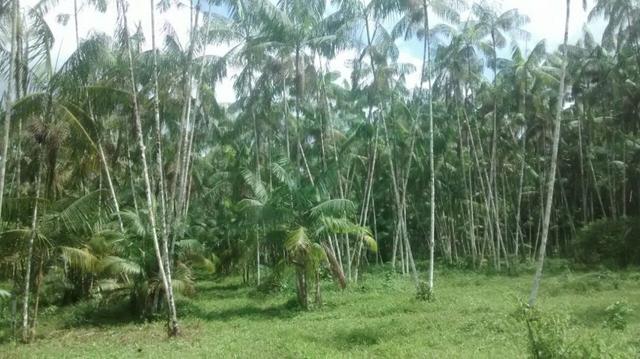 50 hectares a 50 km de Castanhal por 350 mil reais zap *