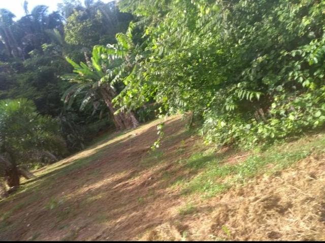 Chácara em Taquaruçu - Foto 4