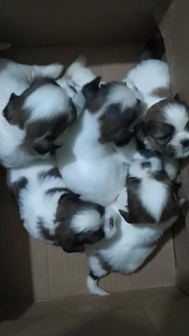 Filhotes SHIH TZU - Foto 2