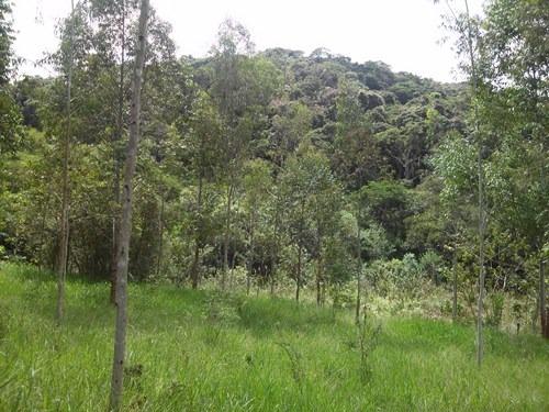 Vendo- Chácara em Soledade de Minas! - Foto 3