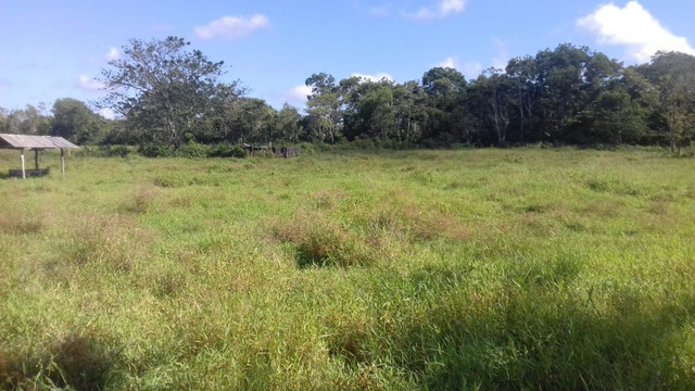 Sítio no Pará,20 hectares com pasto, curral, casa ,igarape por 250 mil reais - Foto 5