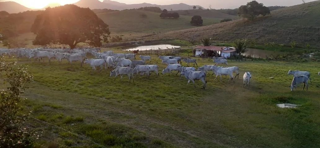 Área de pastagem.  ( PASTO)