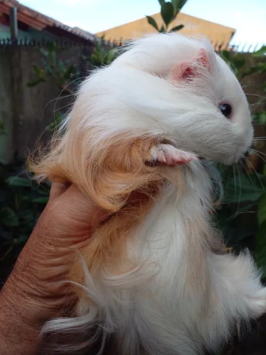 Porquinho da India, Inglês misto Sheltie, Macho