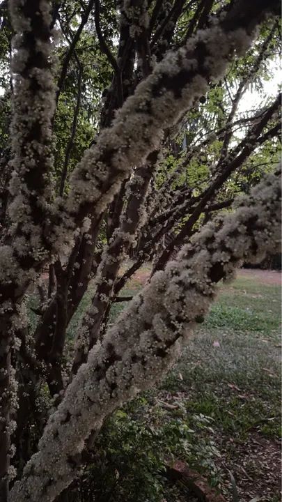 Vendo Chácara com piscina e área verde em condomínio fechado - Foto 7