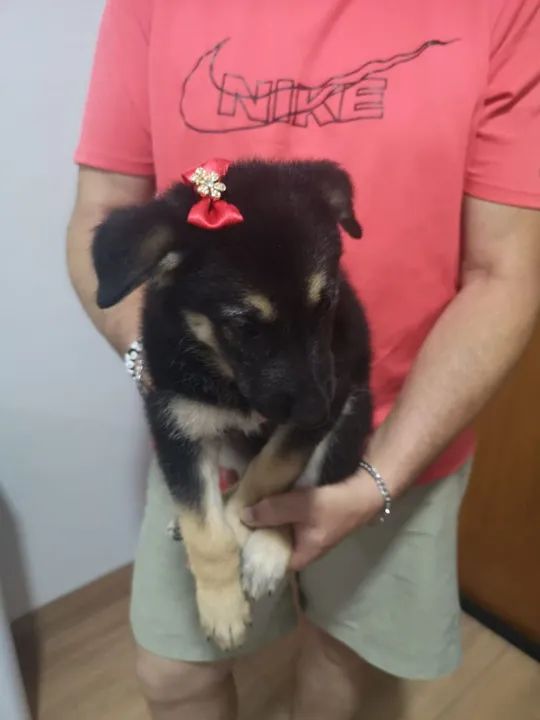 Filhote de Pastor Alemão