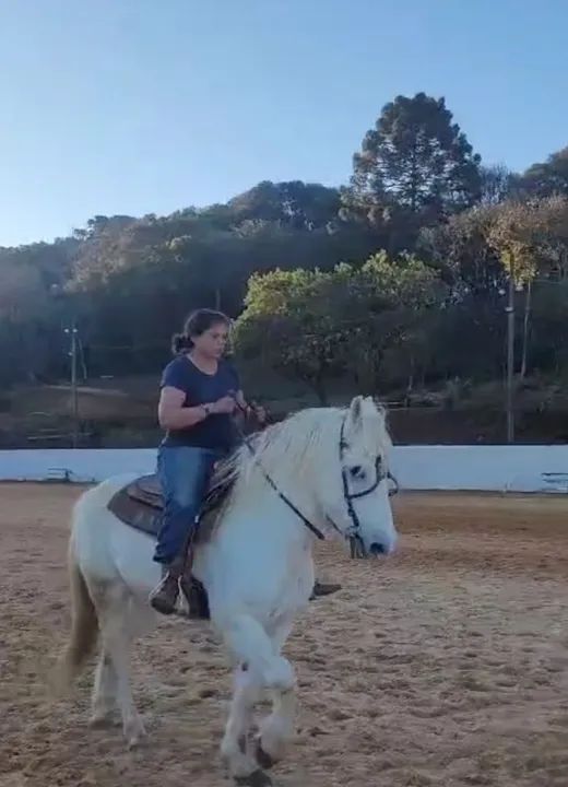 Cavalo percheron lindo marchador manso - Foto 5