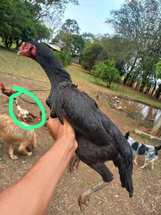 Galinhas india - raça pura