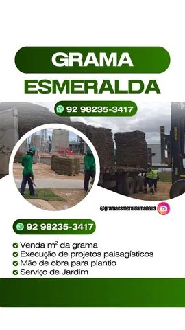 Grama Esmeralda Venda e Plantio