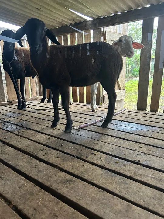 Ovelhas a venda - Foto 5