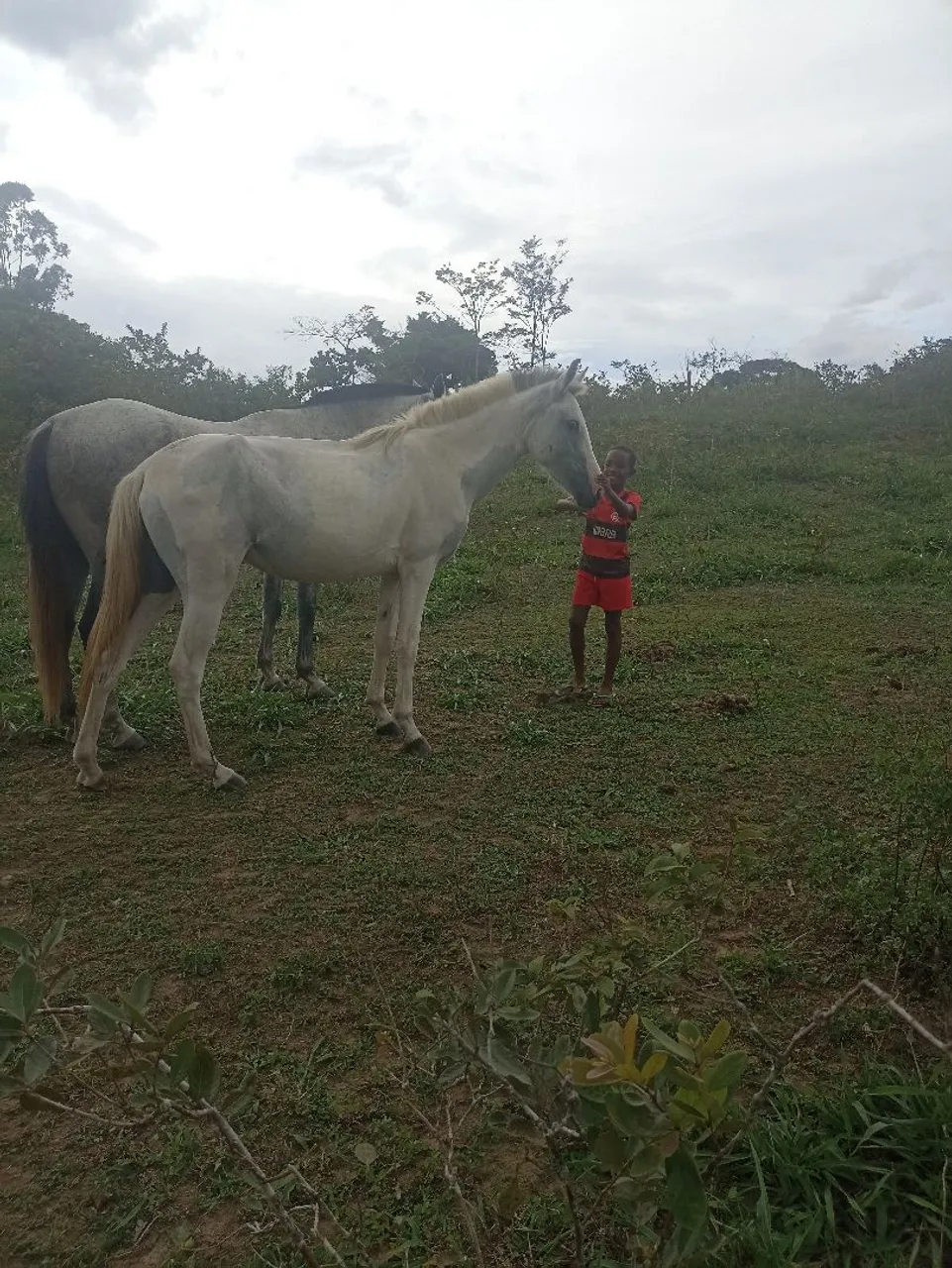 Égua pampa de 4 anos e bem macia para criança