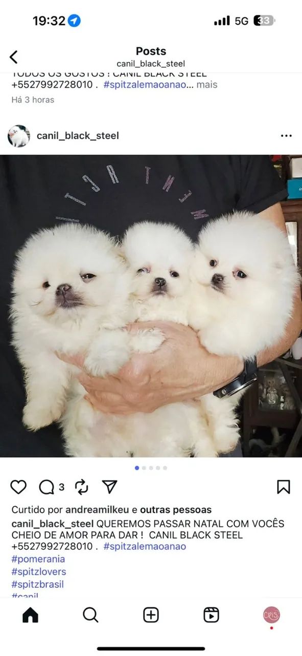 Spitz Alemão/Lulu da Pomerânia,machos castrados cor diversas!Filhotes c/excelente Pedigree - Foto 4