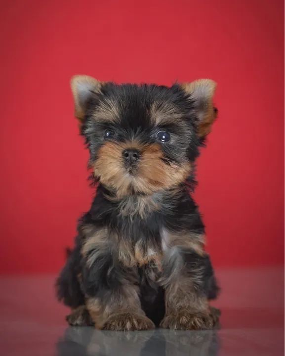 Yorkshire Terrier Micro Filhotes muito inteligente  - Foto 2