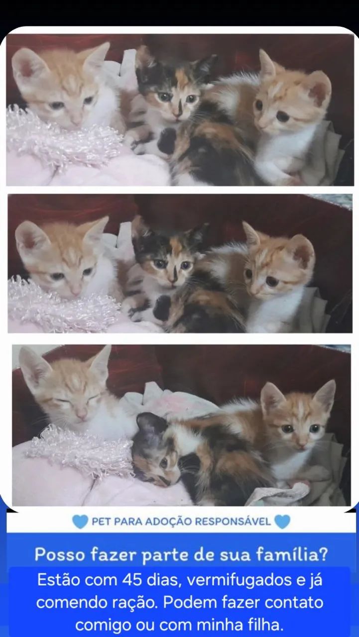 Doação responsável  - Foto 4