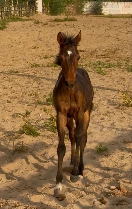 Potro QM S/Registro  - Foto 4