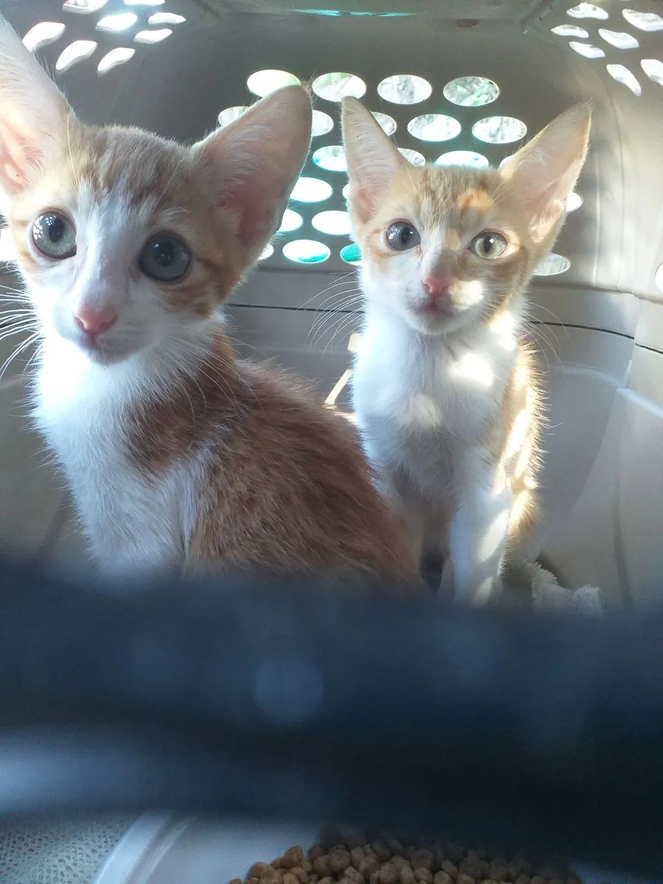 Doasse 2 Gatinhos Laranjas  - Foto 5