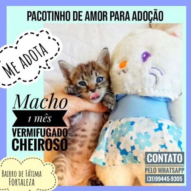 ADOÇÃO RESPONSÁVEL - GATINHO