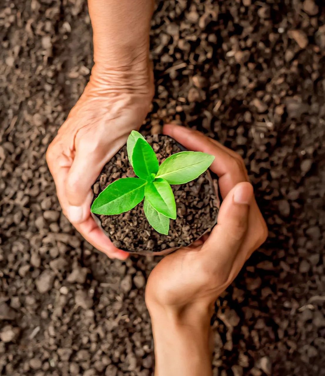 Terra Orgânica - Foto 3