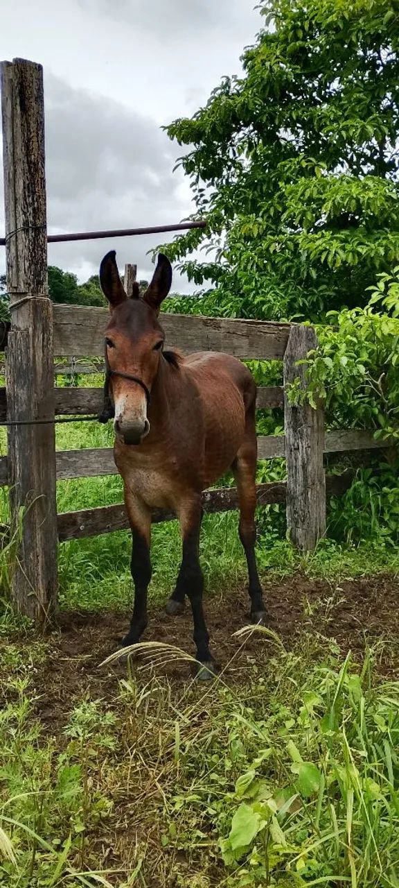Burro  - Foto 2