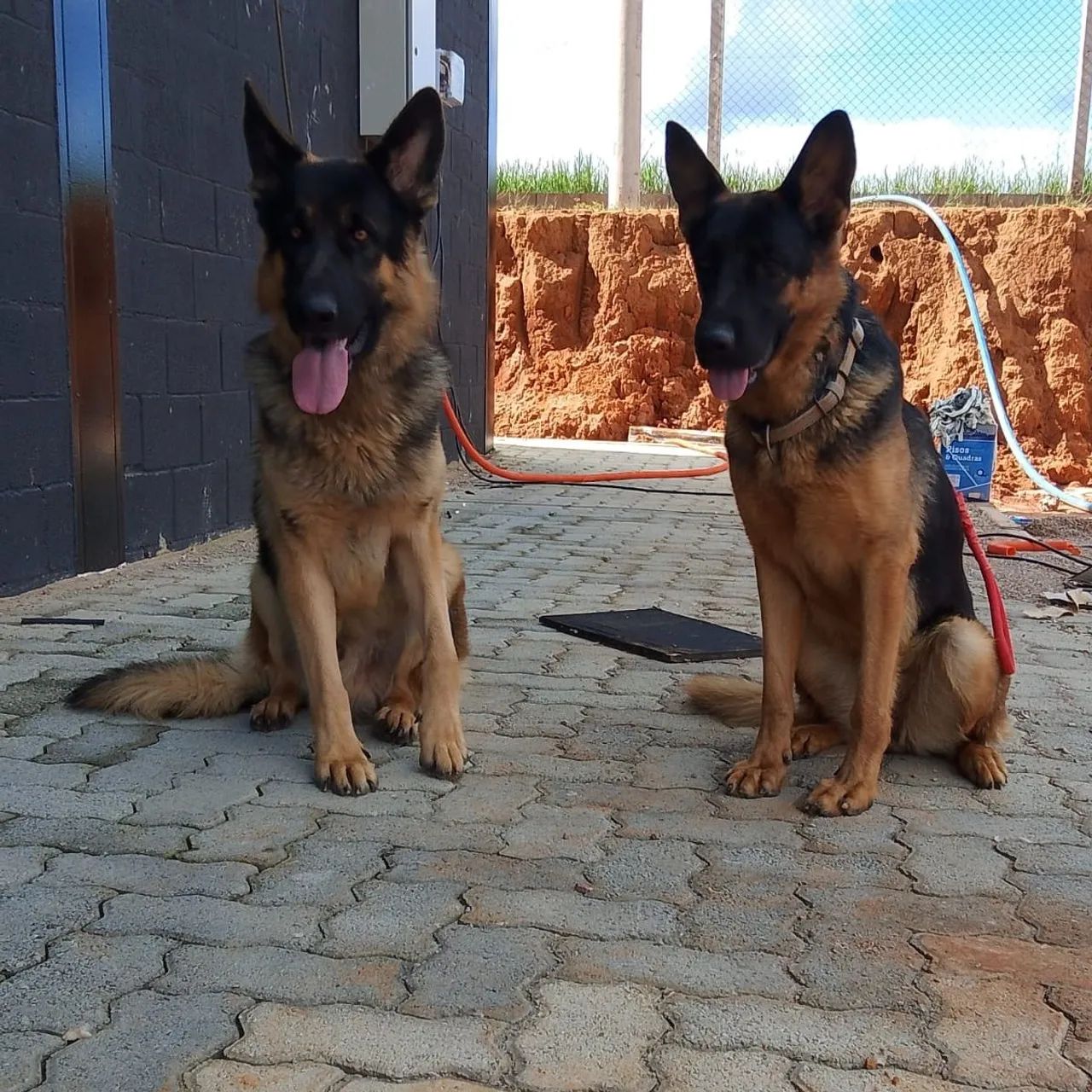 Adestramento de cães - Obediência e Companhia - Foto 4