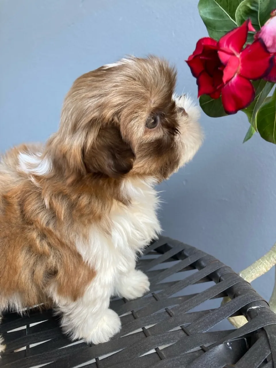 Shih Tzu