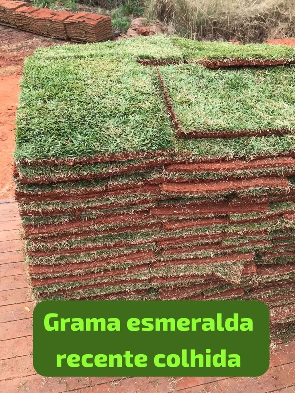 Gramas para Jardim - Tapetes de Gramado - Foto 5