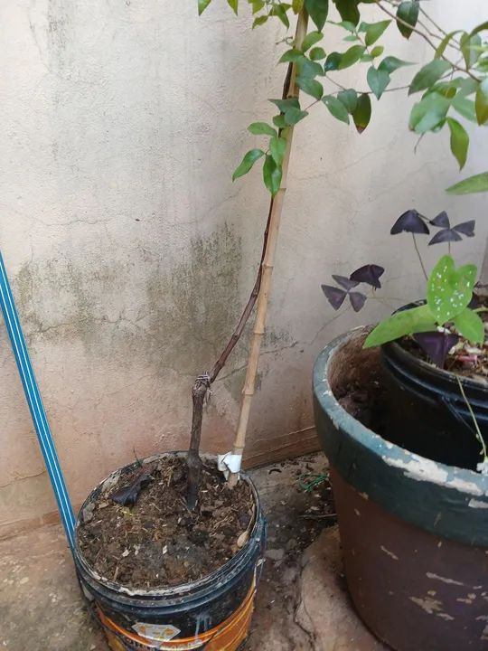 Muda de planta pitanga vermelha e Uva as duas produzindo - Foto 3