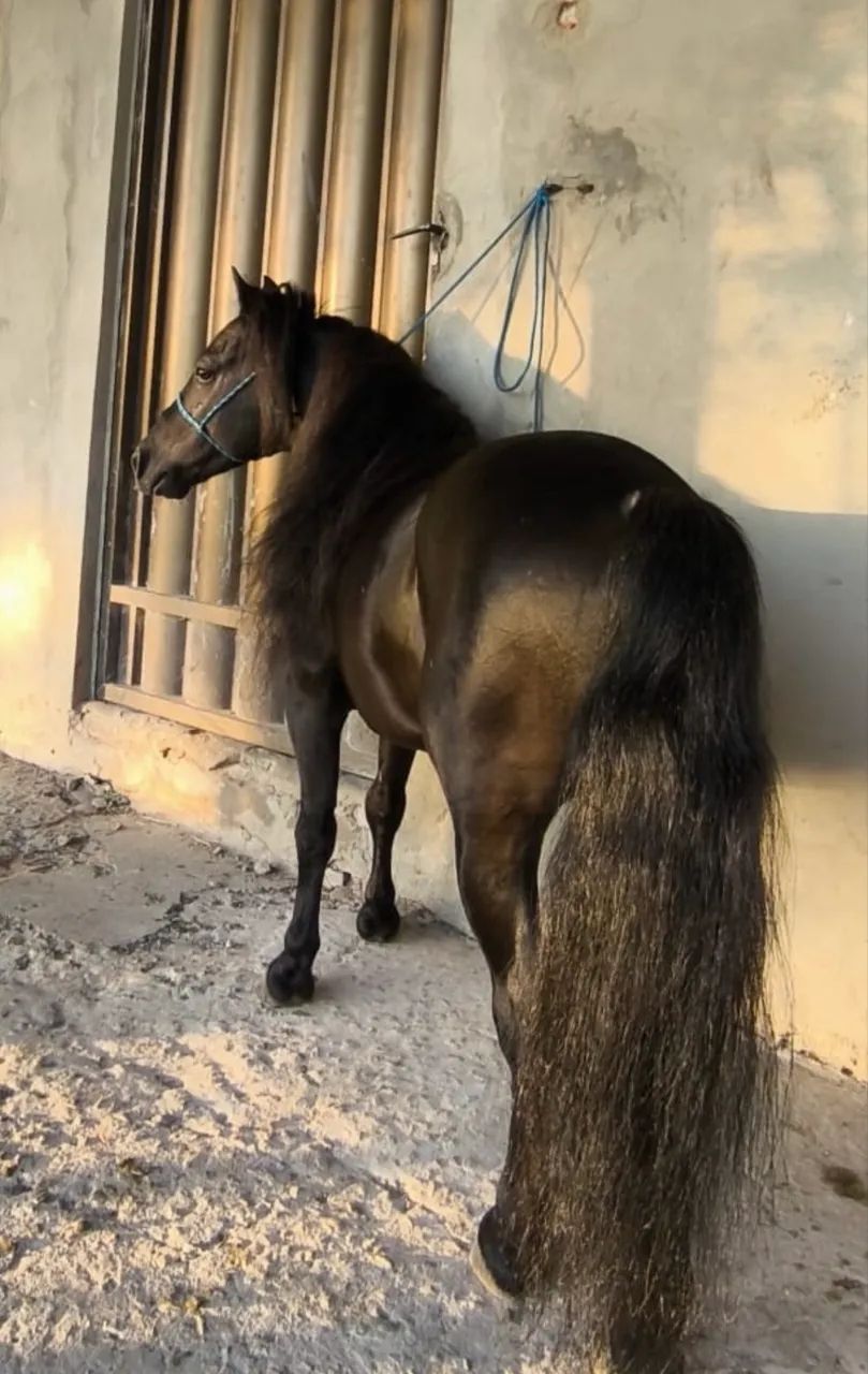 Pônei parida de fêmea com charrete nova - Foto 6