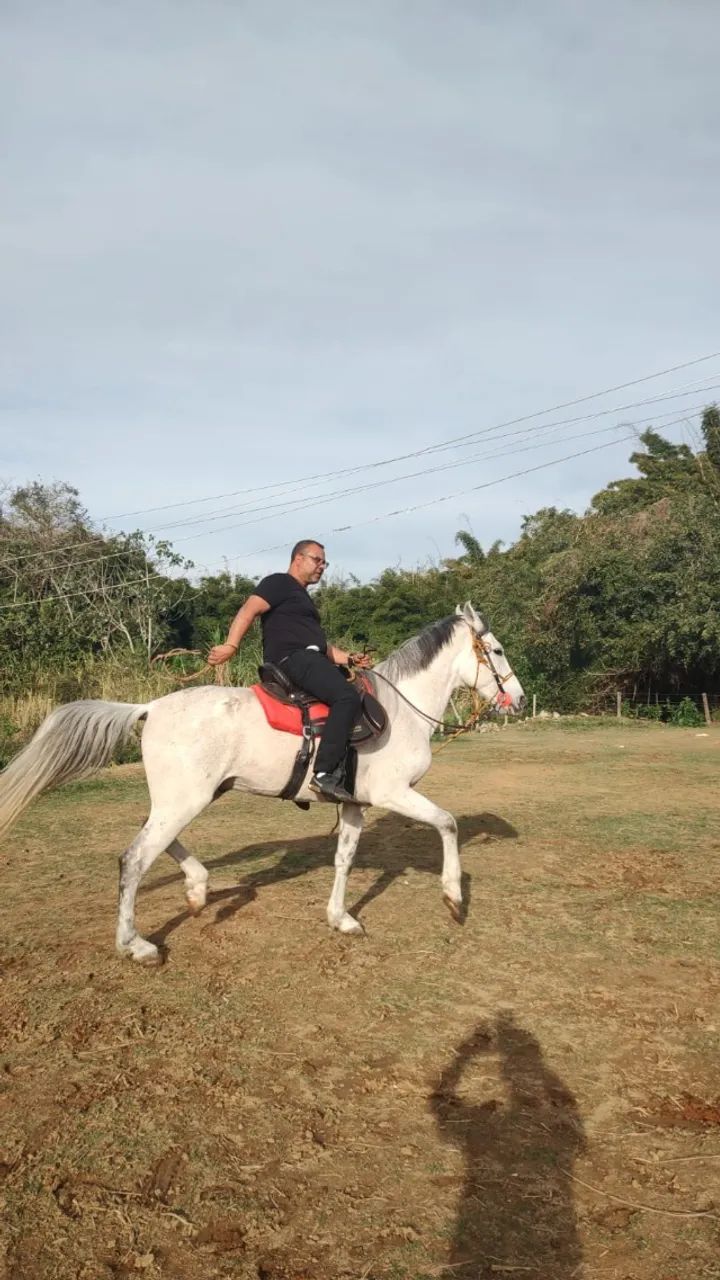 vendo cavalo manga largo minieiro marchador - Foto 3