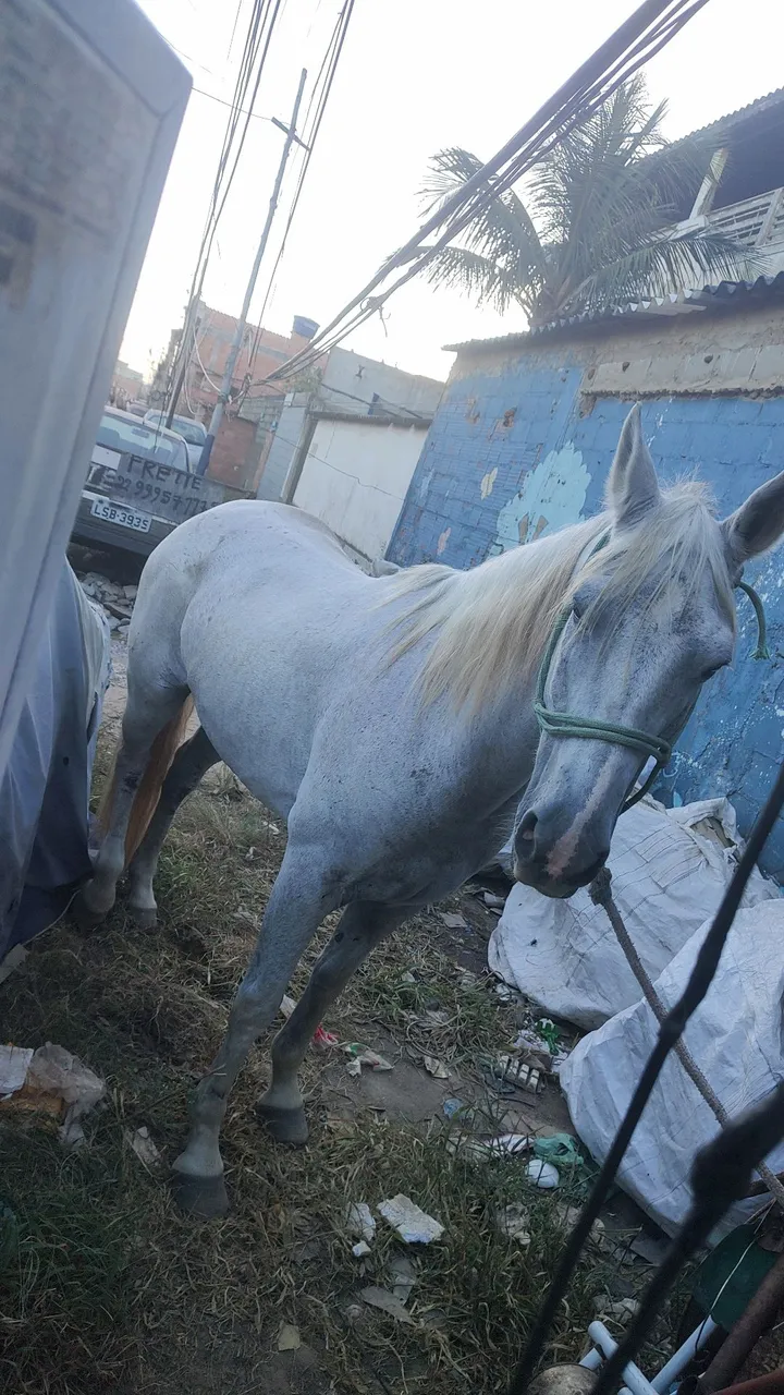 Cavalo