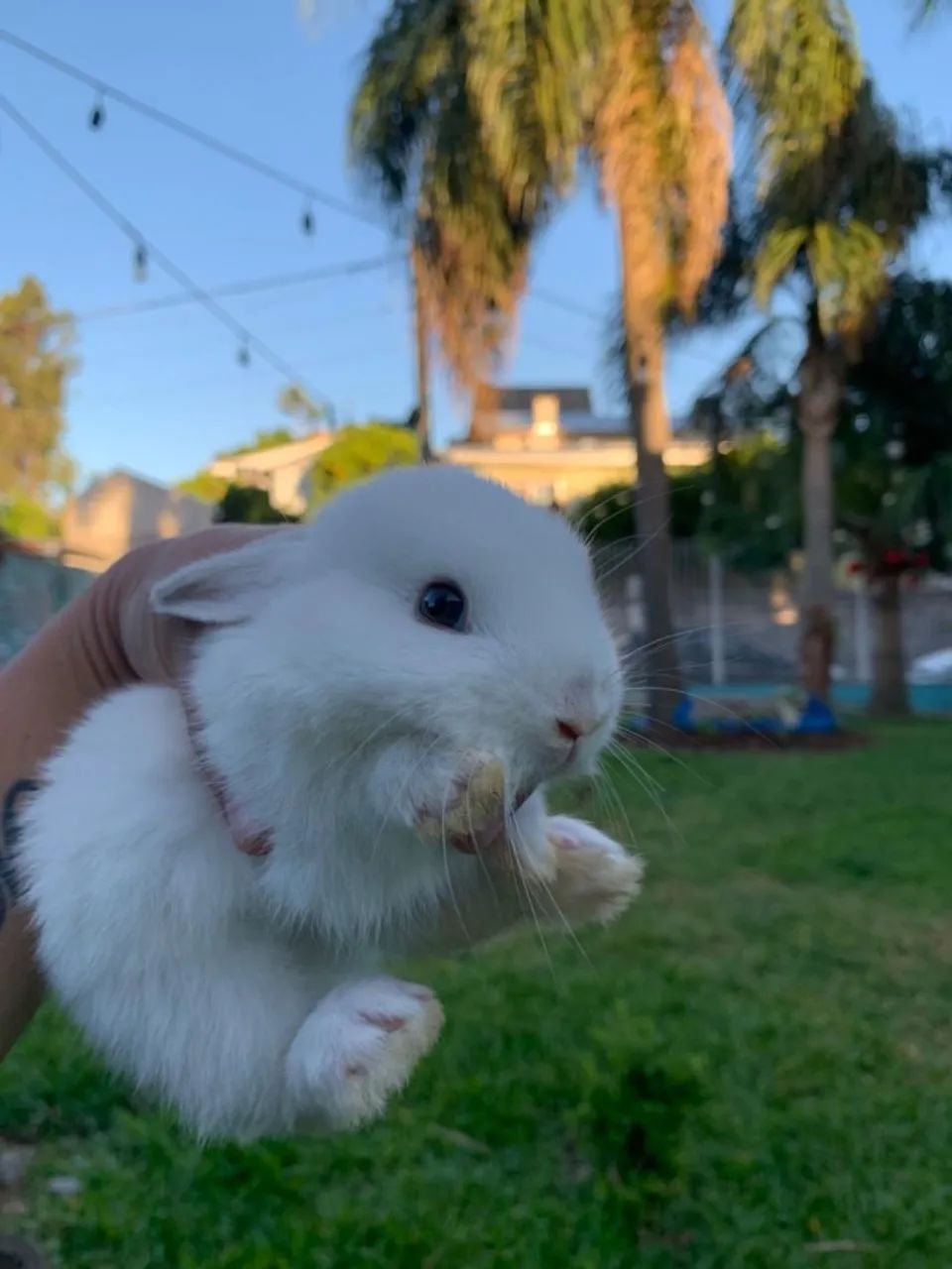 Coelhos Anao Netherland  - Foto 4