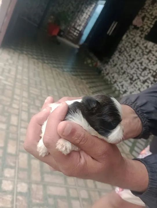 Filhotes de Shih Tzu mini - Foto 3