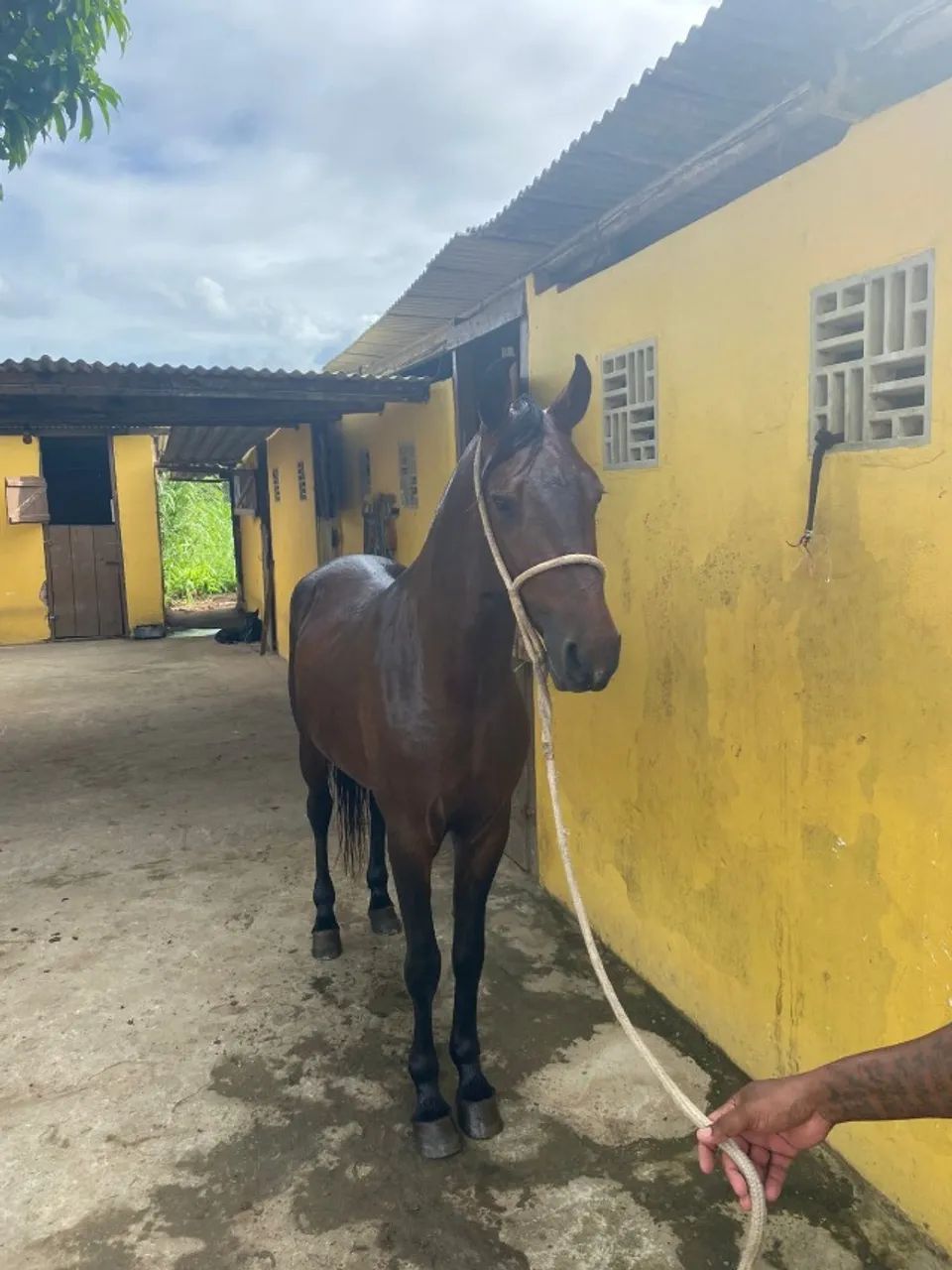 Cavalo Garanhão Mangalarga Machador TOP 4 Anos Registrado Esparta do Kangurito - Foto 2