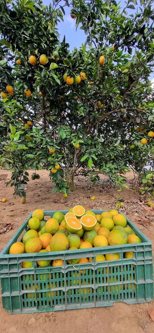 Laranja - Foto 2
