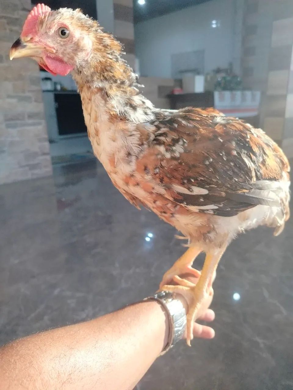 Pintinhos GSB com 45 dias de nascido.