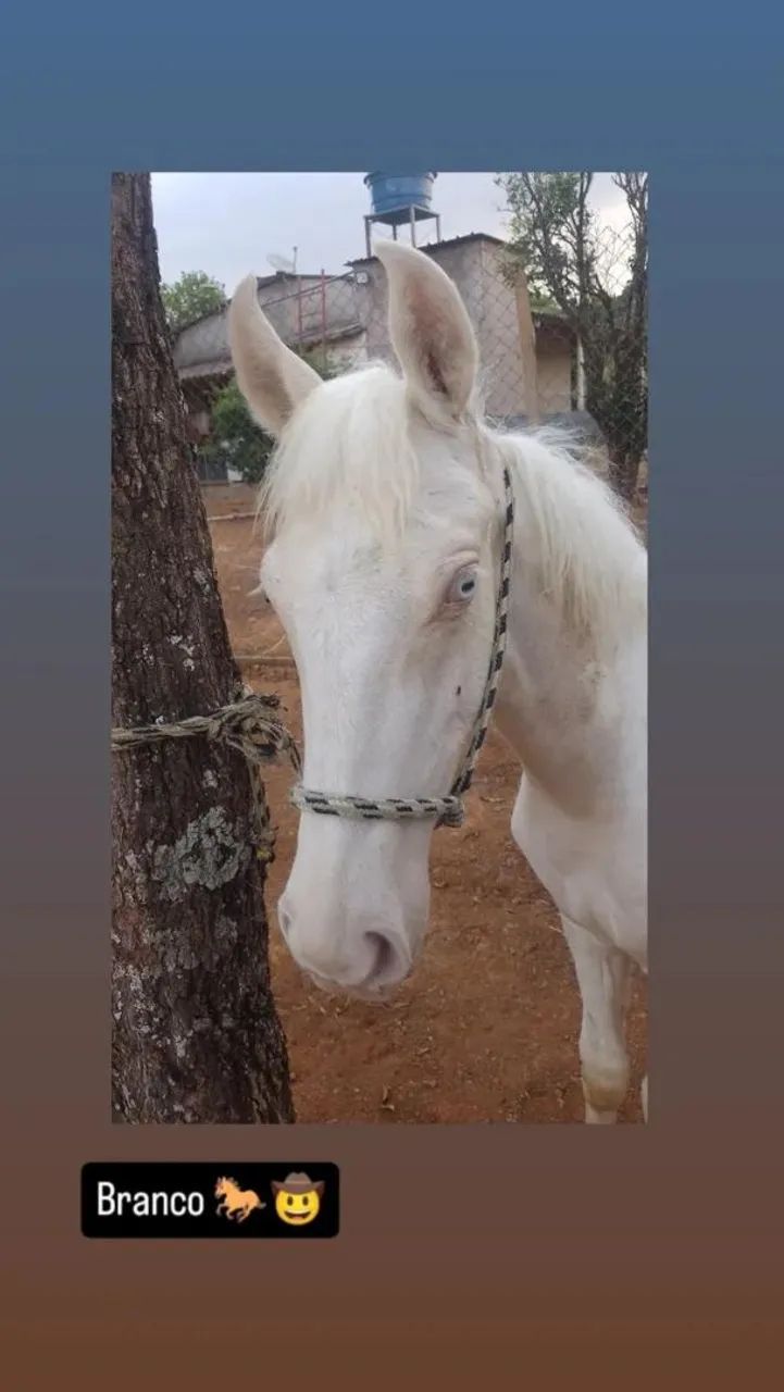 Potro mangalarga (marcha picada) - Foto 3