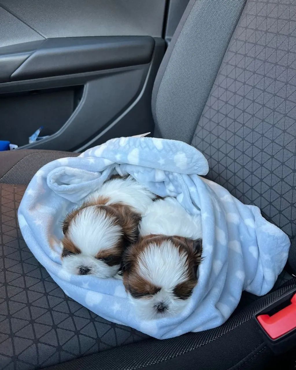 Shih Tzu com sua manta azul 