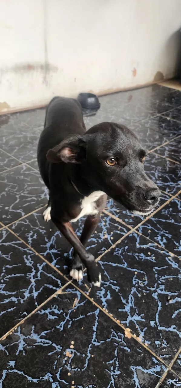 Cão de porte médio preto com detalhes brancos para Doação