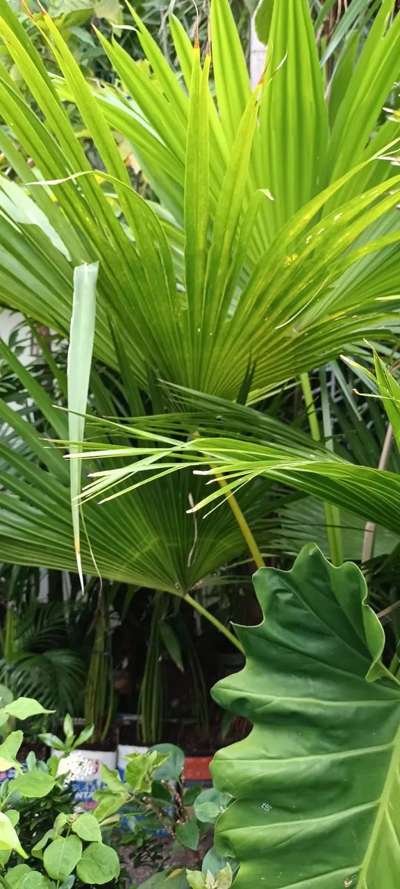 Palmeira Areca - Muda de Qualidade a partir de 30,00 reais - Foto 5