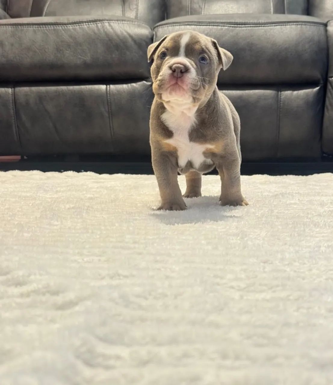 Cãozinho fofurinhos babes  para sua Família American Bully - Foto 2