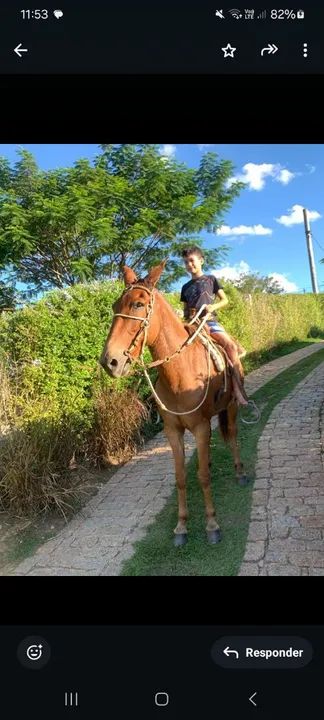 Burro marcha picada SOMENTE VENDA