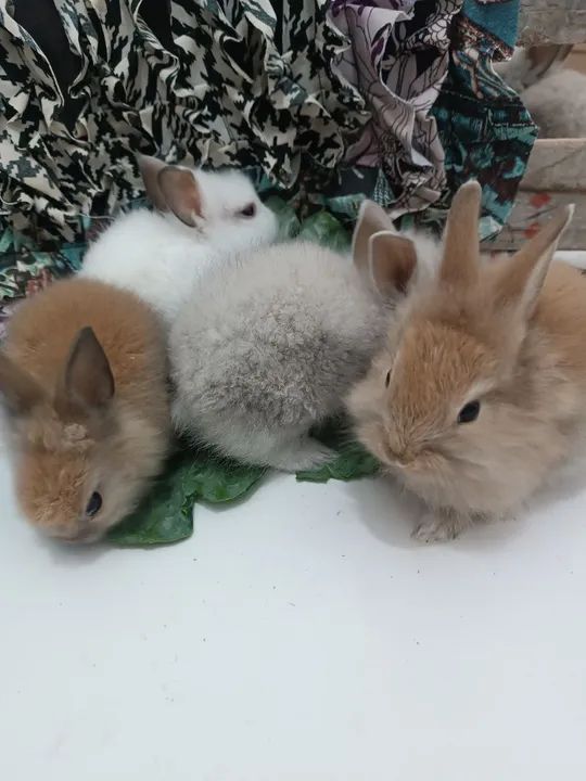 Mini coelhos