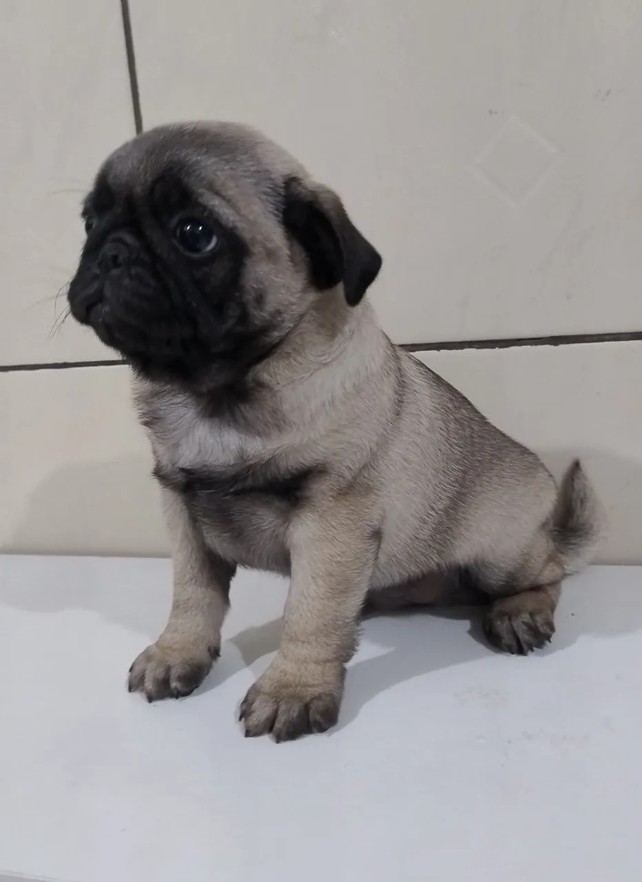 Filhote Fêmea Pug Abricot