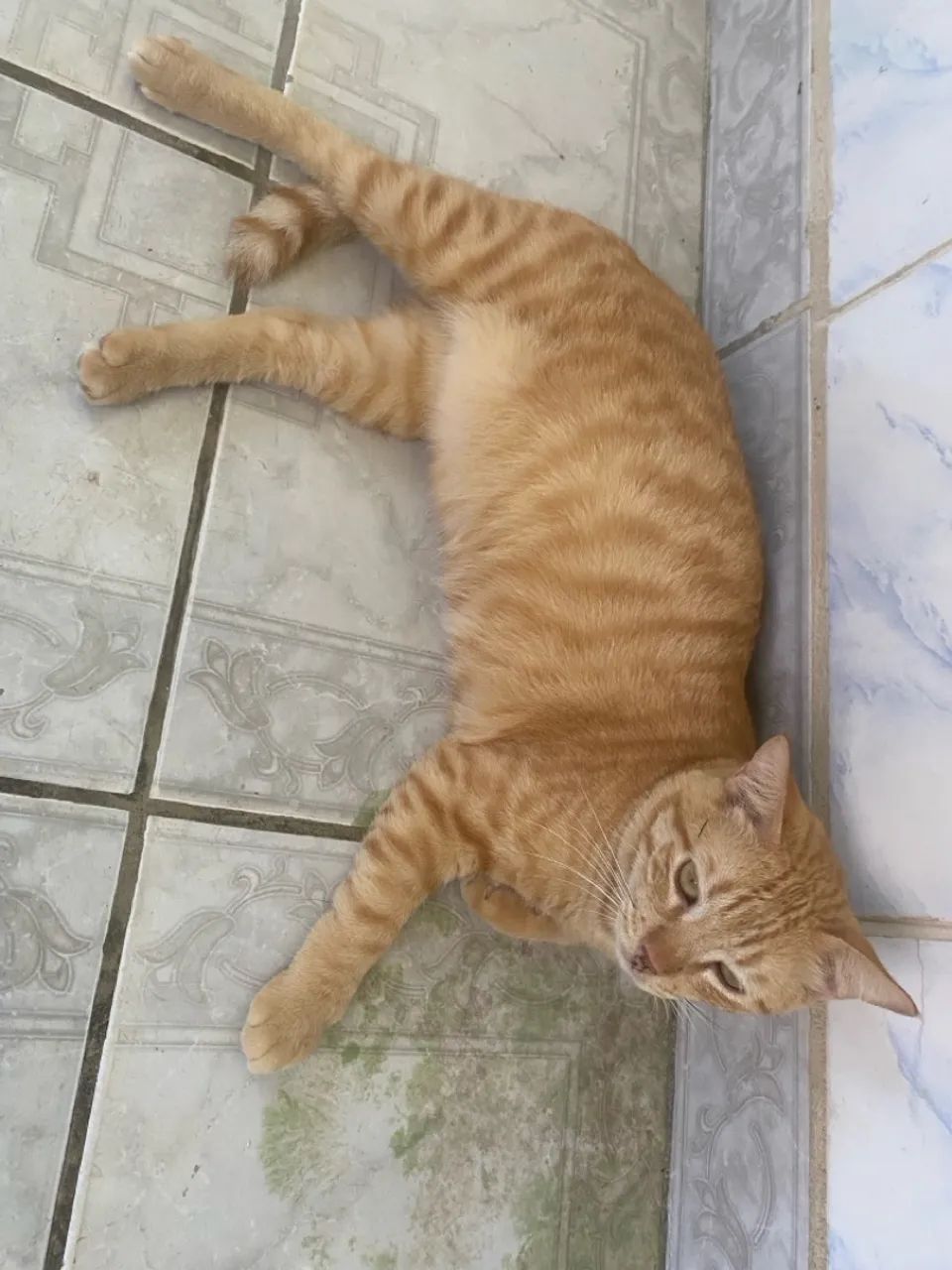 Doando gatinho - Foto 5